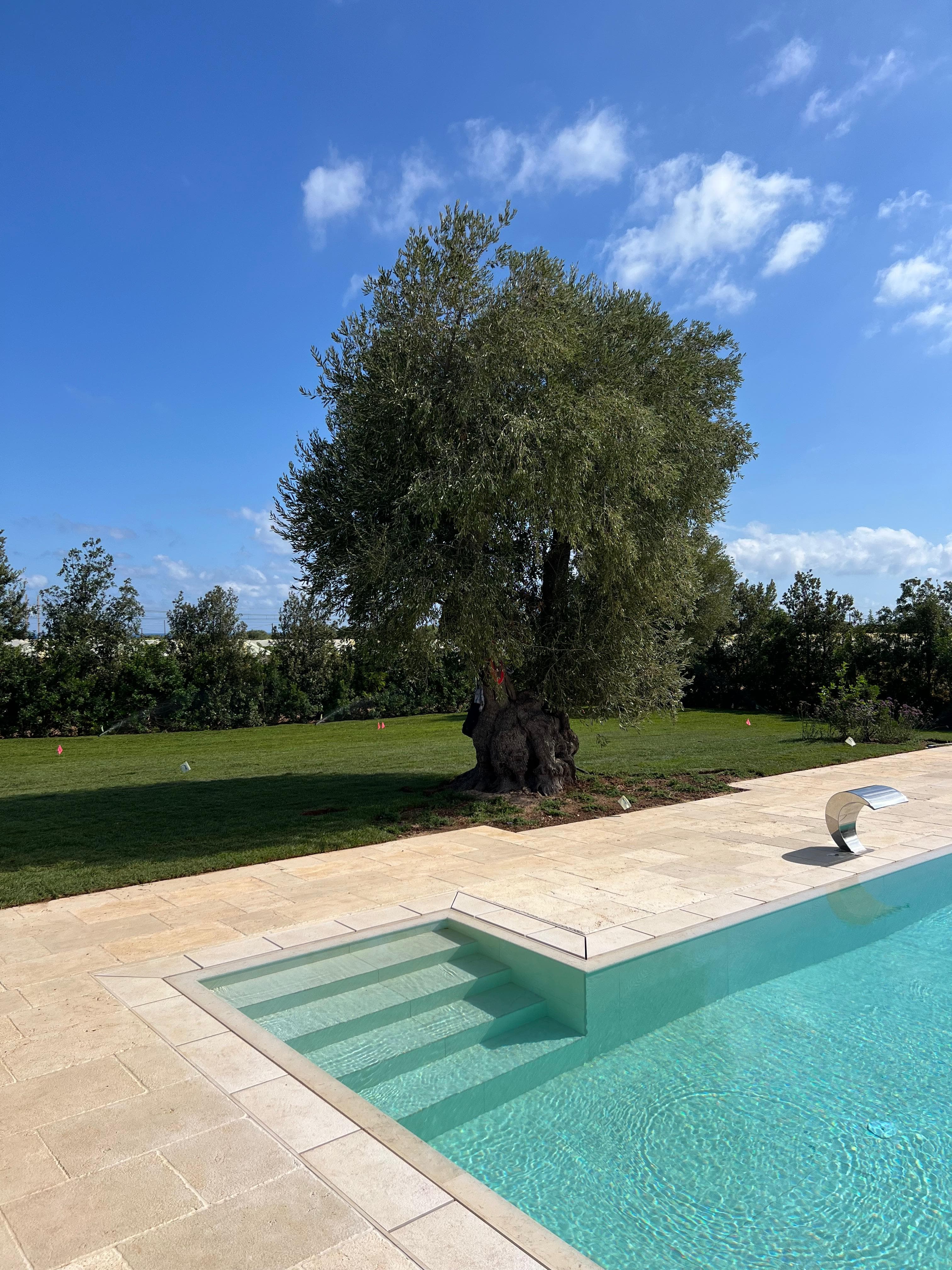 Piscina con ulivo secolare — Dimora Bellarosa